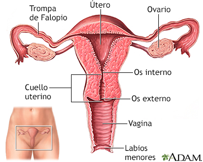 cancer endometrial definicion familial cancer clinic austin hospital