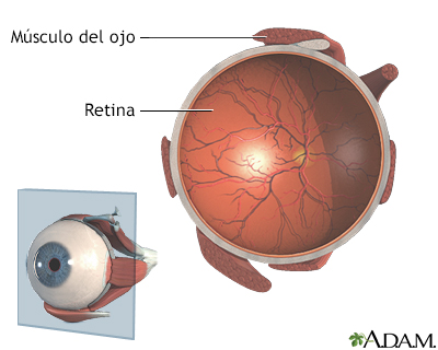 Macula definicion